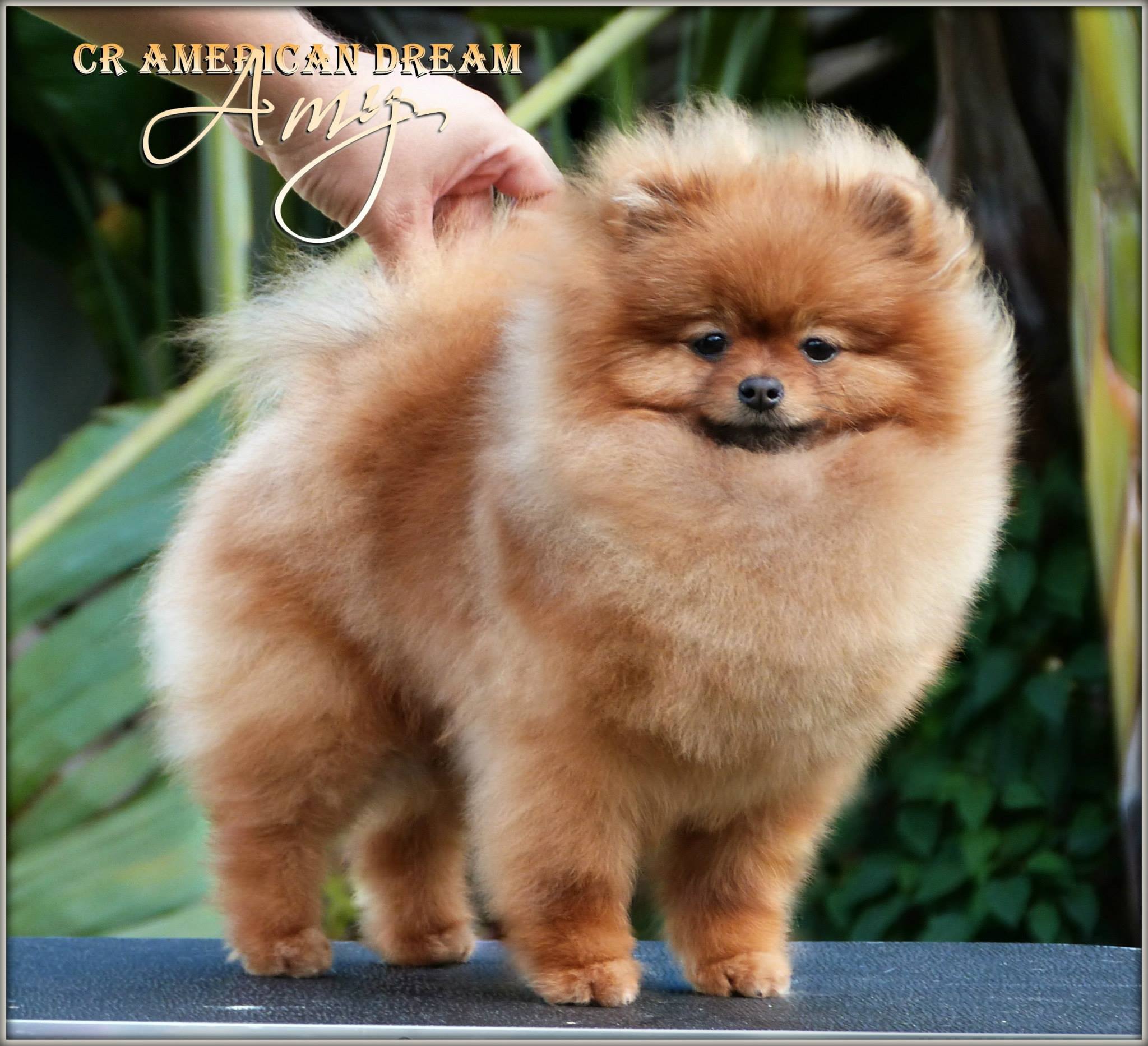 Pomeranian CR AMERICAN DREAM 