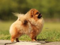 Pomeranian Addicted to Pom Bohemia Platina