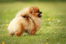 Pomeranian Addicted to Pom Bohemia Platina