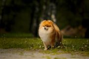 Pomeranian LIGHT FLOCK RUNNING VICTORY