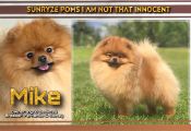 Pomeranian Sunryze Poms I'm  Not That Innocent 