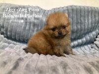 Pomeranian Bohemia Platina