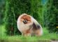 Pomeranian Pomstyle GREAT SUCCESS