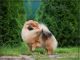 Pomeranian Pomstyle GREAT SUCCESS