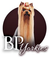 Yorkshire Terrier Bohemia Platina