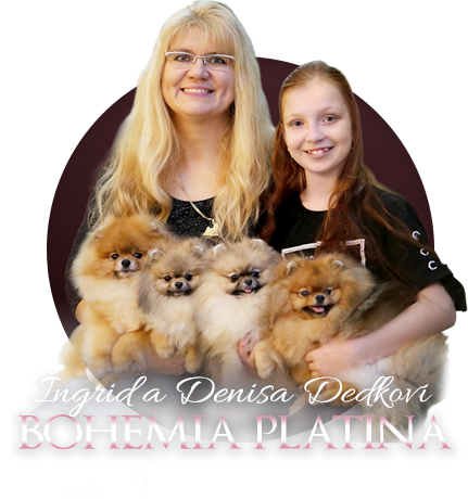 Pomeranian Bohemia Platina