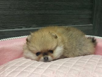 Pomeranian 