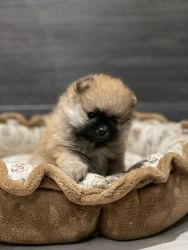 Pomeranian 