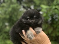 Pomeranian štěňata